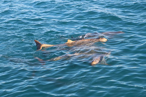 Roebuck Bay Snubfin Dolphin Cruise - Perth Resorts 0
