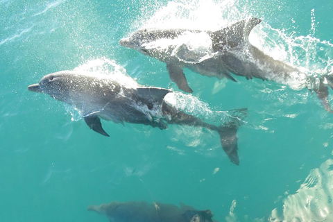 Roebuck Bay Snubfin Dolphin Cruise - Perth Resorts 2