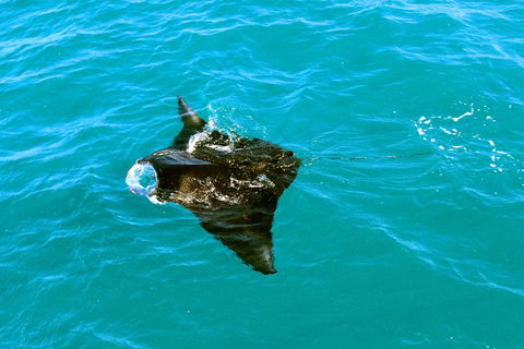 Roebuck Bay Snubfin Dolphin Cruise - Perth Resorts 5