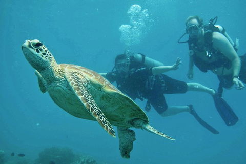 Ocean Freedom Great Barrier Reef Personal Luxury Snorkel & Dive Cruise, Cairns - Accommodation Perth 4