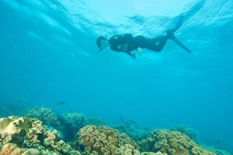 Ocean Freedom Great Barrier Reef Personal Luxury Snorkel & Dive Cruise, Cairns - Accommodation Perth 5