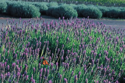 Brisbane Day In The Country Full-Day Small-Group Tour With Lunch - Perth Resorts 5