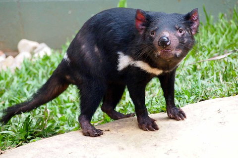 Kuranda Highlights Including Rainforestation Aboriginal Culture And Wildlife - Accommodation Perth 3