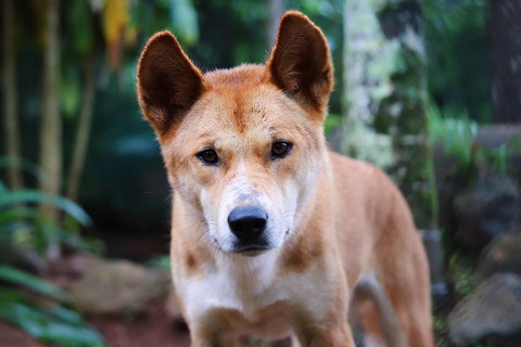 Kuranda Highlights Including Rainforestation Aboriginal Culture And Wildlife - Accommodation Perth 4