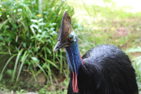 Kuranda Rainforestation Nature Park Ticket (BNP) - Accommodation Perth 3