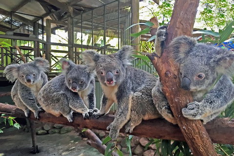 Kuranda Rainforestation Nature Park Ticket (BNP) - Accommodation Perth 4