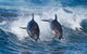Full-Day Bruny Island Cruises Day Tour From Hobart - thumb 5
