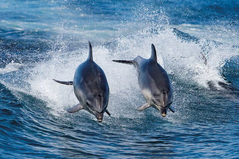 Full-Day Bruny Island Cruises Day Tour From Hobart - Accommodation Perth 5