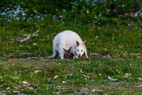 Bruny Island Traveller - Gourmet Tasting And Sightseeing Day Trip From Hobart - Accommodation Perth 3