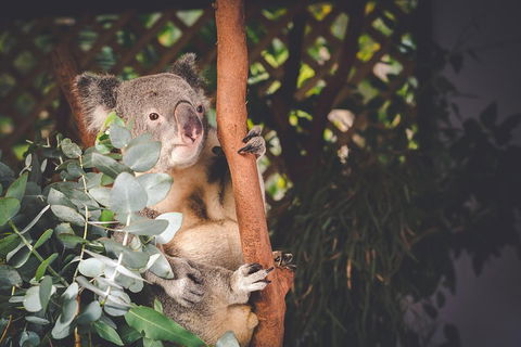 Small-Group Blue Mountains Day Trip From Sydney With Wildlife Park - Accommodation Perth 2