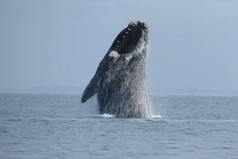 Kangaroo Island 75-Minute Ocean Safari - Accommodation Perth 2