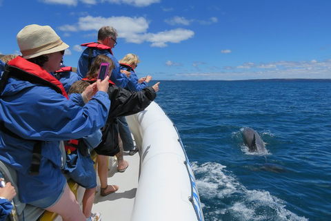 Kangaroo Island 75-Minute Ocean Safari - Accommodation Perth 3