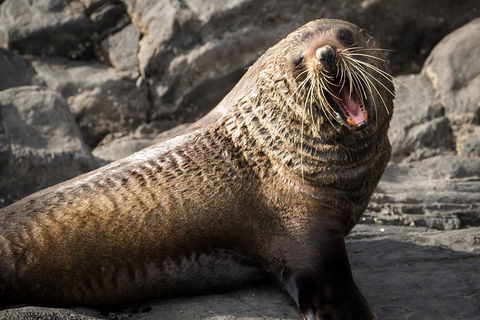 Kangaroo Island 75-Minute Ocean Safari - Accommodation Perth 5