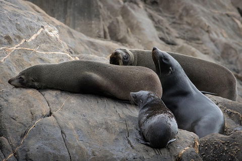 Kangaroo Island Ocean Safari - Snorkeling Safari - Accommodation Perth 0