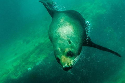 Kangaroo Island Ocean Safari - Snorkeling Safari - Accommodation Perth 1