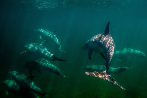 Kangaroo Island Ocean Safari - Snorkeling Safari - Accommodation Perth 2