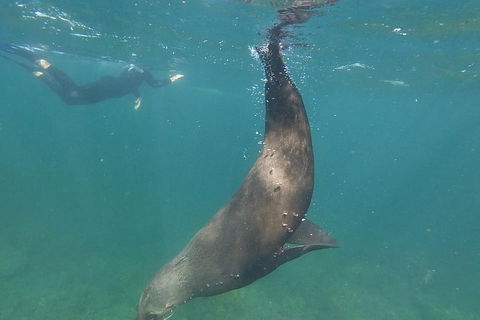 Kangaroo Island Ocean Safari - Snorkeling Safari - Accommodation Perth 3