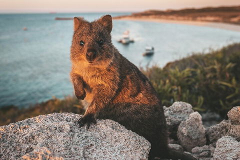 Rottnest Island Roundtrip Fast Ferry From Hillarys Boat Harbour - Accommodation Perth 5