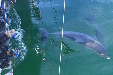 Dolphin Cruise From Adelaide With Optional Dolphin Swim - Accommodation Perth 0