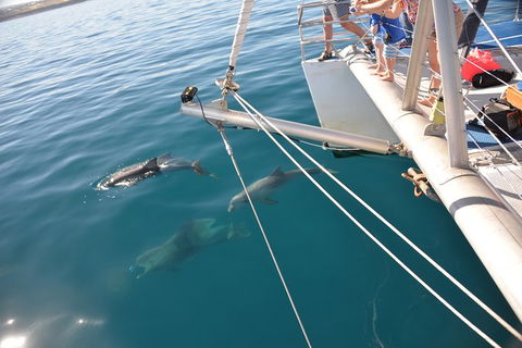 Dolphin Cruise From Adelaide With Optional Dolphin Swim - Accommodation Perth 1