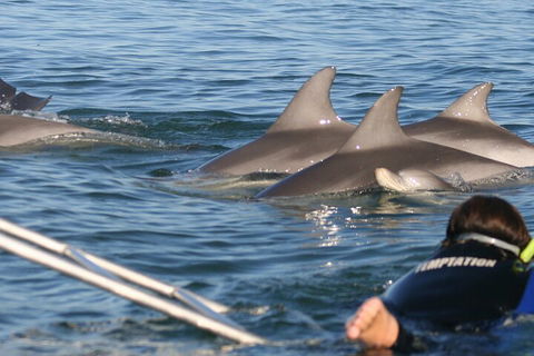 Dolphin Cruise From Adelaide With Optional Dolphin Swim - Accommodation Perth 2