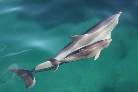Dolphin Cruise From Adelaide With Optional Dolphin Swim - Accommodation Perth 4