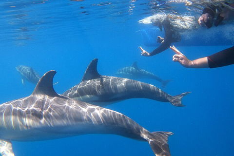 Dolphin Cruise From Adelaide With Optional Dolphin Swim - Accommodation Perth 5