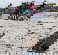 Kangaroo Island in a Day Tour from Adelaide - Accommodation Perth