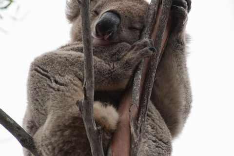 2-Day Kangaroo Island 4WD Small-Group Tour From Adelaide - Accommodation Perth 0