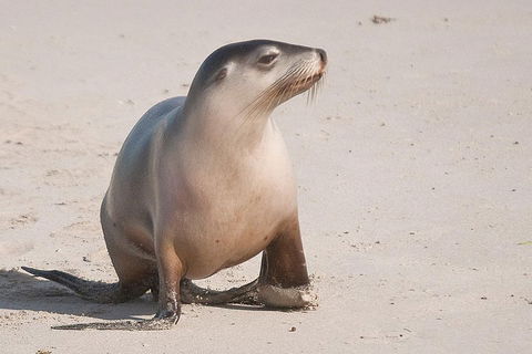 2-Day Kangaroo Island 4WD Small-Group Tour From Adelaide - Accommodation Perth 4