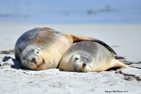 NEW TOUR - Kangaroo Island Road To Recovery Tour (1 Day/1 Night) - Accommodation Perth 1