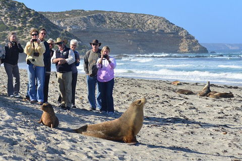 Full Day Seal Bay Experience Departing From Kangaroo Island - Accommodation Perth 0