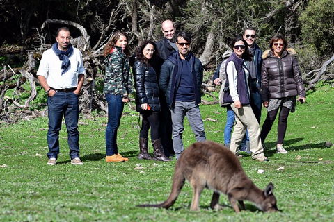 Full Day Seal Bay Experience Departing From Kangaroo Island - Accommodation Perth 3