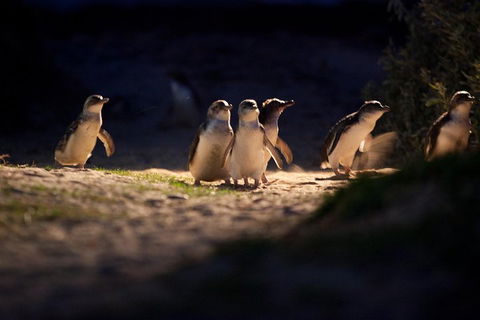 Melbourne City Tour And Phillip Island In One Day - Accommodation Perth 4