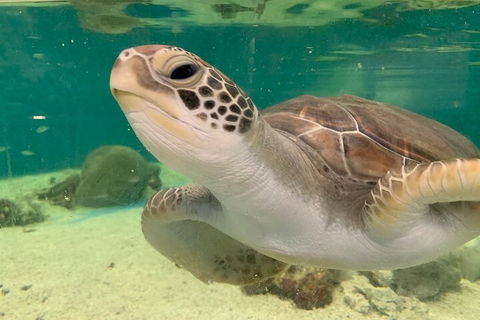 Cairns Aquarium Marine Life Encounter Ticket With 2-Course Lunch - Perth Resorts 0