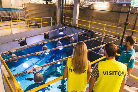 Cairns Aquarium Marine Life Encounter Ticket With 2-Course Lunch - Perth Resorts 5