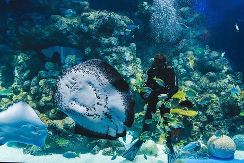 Cairns Aquarium Dive With The Sharks - Perth Resorts 2