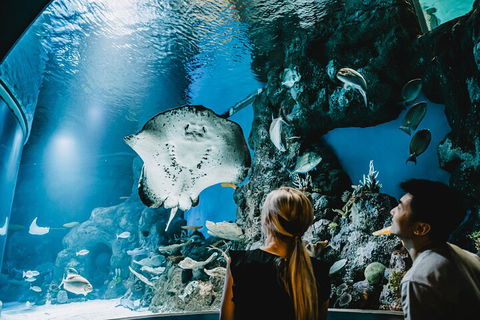 Cairns Aquarium Dive With The Sharks - Perth Resorts 4