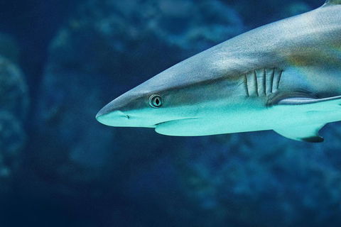 Cairns Aquarium Dive With The Sharks - Perth Resorts 5