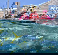 Outer Reef Pontoon Experience from Cairns - Accommodation Perth