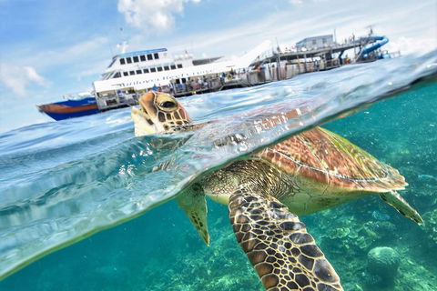 Outer Reef Pontoon Experience From Cairns - Accommodation Perth 5
