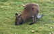 Cradle Mountain Day Tour From Launceston Including Lunch - thumb 5