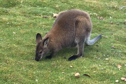 Cradle Mountain Day Tour From Launceston Including Lunch - Accommodation Perth 5