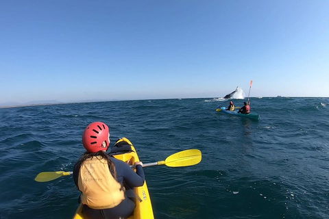 Kayaking With Dolphins In Byron Bay Guided Tour - Accommodation Perth 3