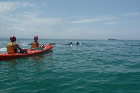Kayaking With Dolphins In Byron Bay Guided Tour - Accommodation Perth 4