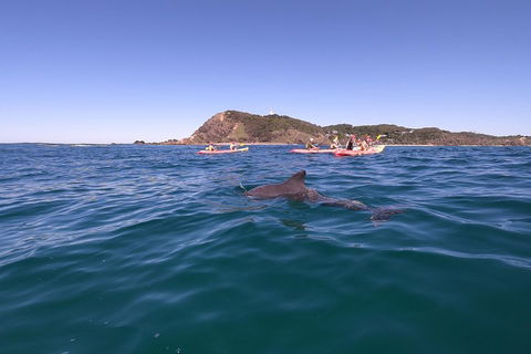 Kayaking With Dolphins In Byron Bay Guided Tour - Accommodation Perth 5