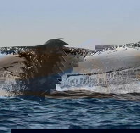Sydney Whale-Watching Cruise Including Lunch or Breakfast - Accommodation Perth