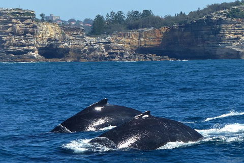 Sydney Whale-Watching Cruise Including Lunch Or Breakfast - Accommodation Perth 2