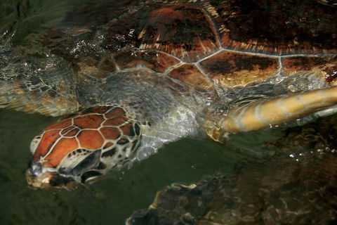 Cape Leveque 4WD Tour From Broome With Optional Return Flight - Accommodation Perth 2