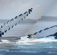Hervey Bay Whale Watching Cruise - Perth Resorts